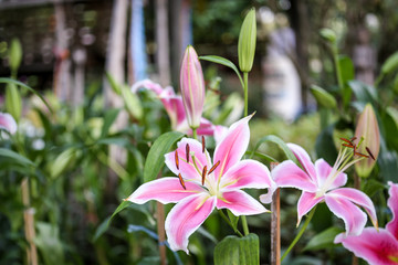 Fototapeta premium Lily flower