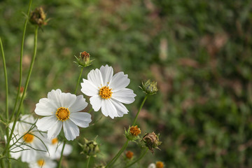 Cosmos flower