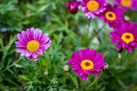 purple flower daisy