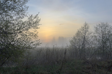 Misty spring landscape