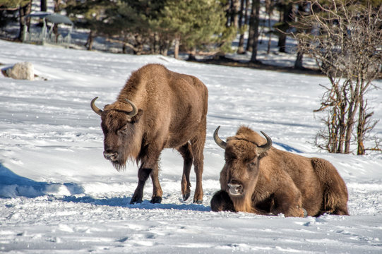 European Bison Family On Snow
