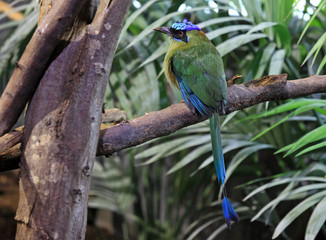 motmot perché