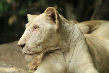 Portrait of old female lion