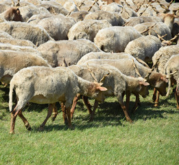 Sheep in a group
