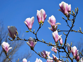 Flowers of the tulip tree