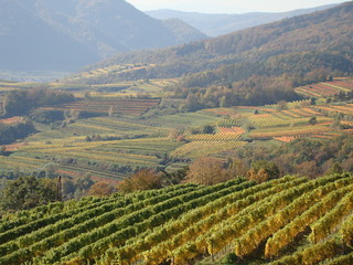 Fototapeta na wymiar Vineyards in Wachau