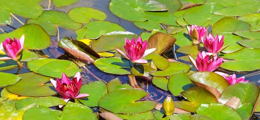 pink flowers of water lilies in a pond