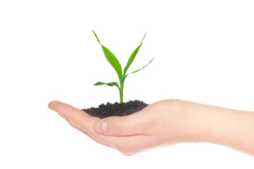  hands holding green small plant new life concept