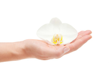 Orchid flower in hand isolated on white