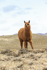 lamas in Andes,Mountains, Peru