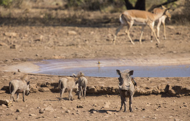 Warthog family standing at waterhole after drinking