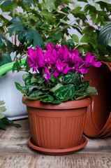Cyclamen in a flower pot 