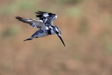 Pied Kingfisher hover in flight to hunt