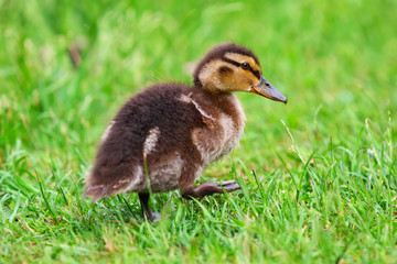 duckling