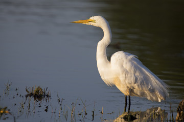 Great white egret sitting at shore of a pond looking for fish