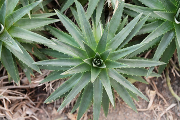 Fototapeta premium Sharp pointed agave plant leaves