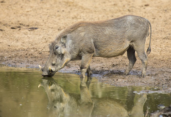 Single old Warthog standing at a waterhole drinking