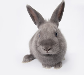 Adorable little bunny rabbit