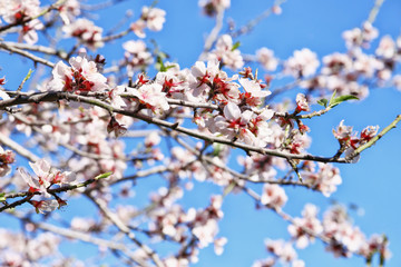 abstract dreamy and blurred image of spring white cherry blossoms tree. selective focus. vintage filtered
