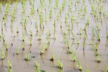 paddy field.