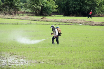 farmer spraying pesticide in paddy field