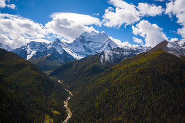 Mountain with snow and pine forest