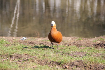 Moscow zoo, year 2008