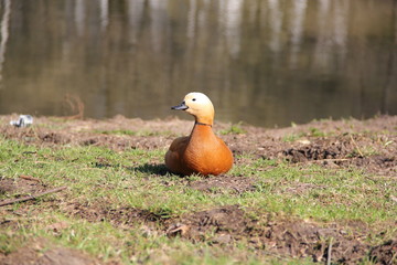 Moscow zoo, year 2008