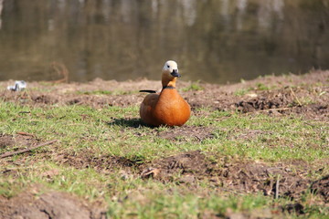 Moscow zoo, year 2008