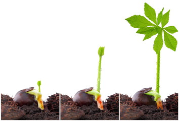 Green power plant, sustainable development