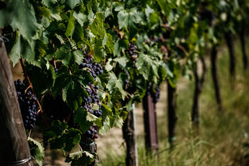 Fototapeta na wymiar tractor vineyard - viticulture