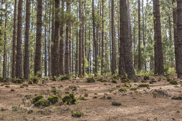 Сосновый лес в горах