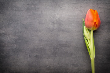 Tulips, orange on the grey  background.