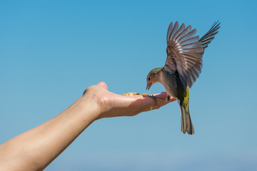 Obraz premium Yellow chaffinch eating peanuts from a womans hand