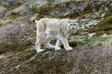 Naklejka premium White-gray lynx on rock