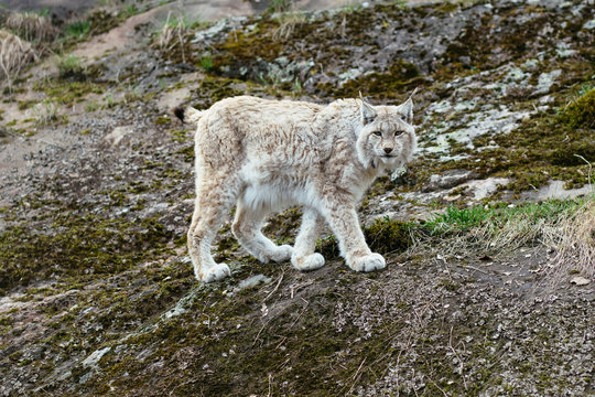 White-gray lynx on rock