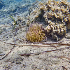 sea anemone closeup on sandy sea bed