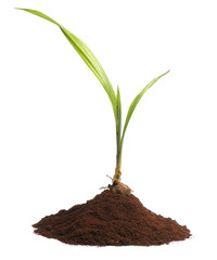 Young oil palm tree