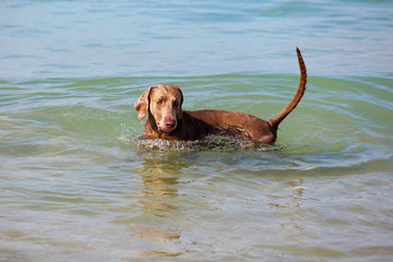 dog  in sea