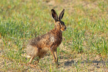 Zając szarak ( Lepus europaeus ) © Bartosz Rakoczy