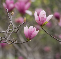 Pink magnolia flowers isolated on white background