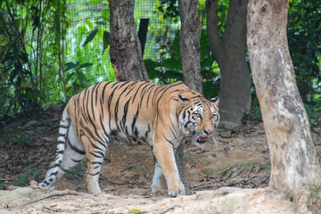 Fototapeta premium Tygrys