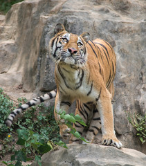 tiger