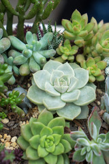  Miniature succulent plants