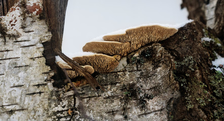 wood mushrooms
