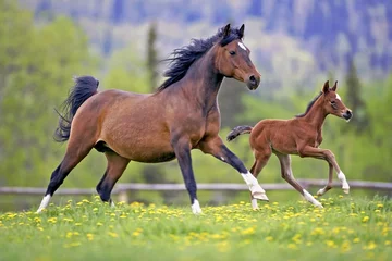 Fotobehang Baaimerrie paard en veulen samen galopperen in de lenteweide © rima15