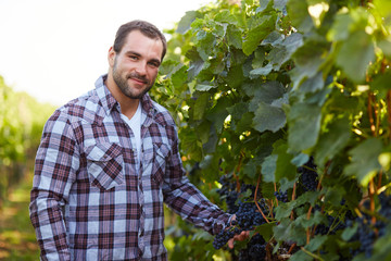 Man in vineyard