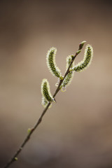 Yellow-green twig with buds at the spring