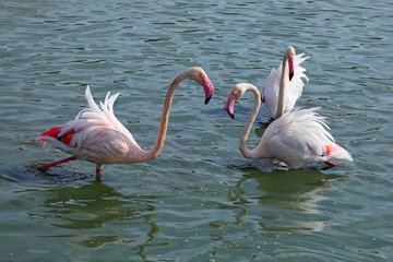 Pink Flamingos in the water