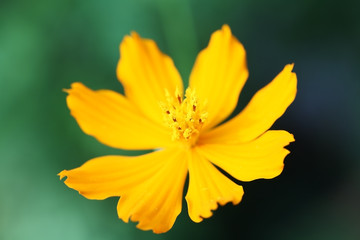 beautiful cosmos flower.
